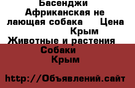 Басенджи (Африканская не лающая собака). › Цена ­ 35 000 - Крым Животные и растения » Собаки   . Крым